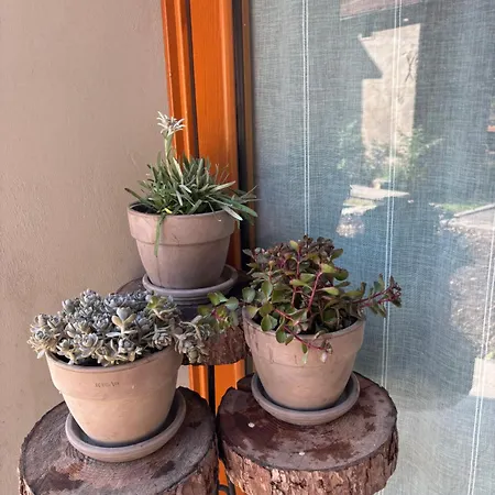 Da Rite * パルッツァ